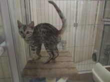 ポチたま(*´∀｀*)