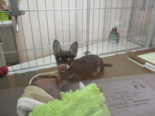 ペロンッ( *｀ω´)