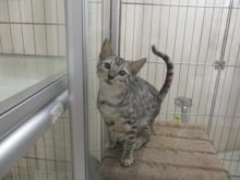 ポチたま(*^ω^*)