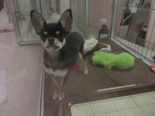 ポチたま(´∀｀*)