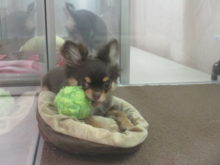 カミカミ( *｀ω´)