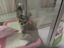 ポチたま(*^ω^*)