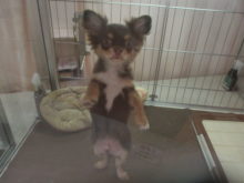 ポチたま(*ﾟ∀ﾟ*)