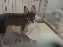 ポチたま(*´∀｀)