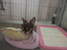 ポチたま(*´▽｀*)