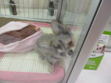 ポチたま(´∀｀*)