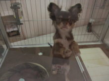 ポチたま(*ﾟ▽ﾟ*)