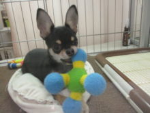 ポチたま(*´∀｀*)