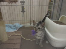 おもちゃ( *｀ω´)