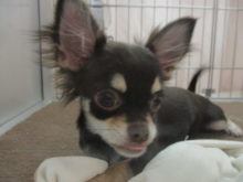 ポチたま(*´∀｀)