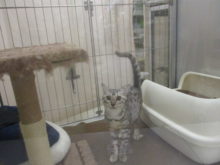 ポチたま(*^ω^*)