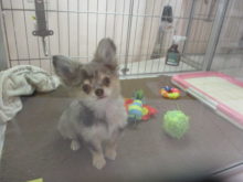 ポチたま(*ﾟ∀ﾟ*)