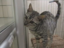 ポチたま(*´∀｀*)