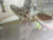 憲法記念日(*^^*)