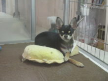 ポチたま(*ﾟ∀ﾟ*)