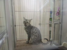 ポチたま(´∀｀*)