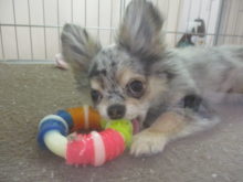 チワ君( ﾟ∀ ﾟ)