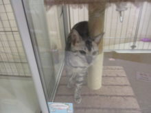 ポチたま(*ﾟ∀ﾟ*)