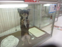 ポチたま(*^ω^*)