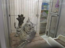 バンッ( *｀ω´)