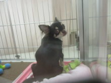 ポチたま(*´∀｀)