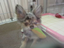 ポチたま(*^◯^*)