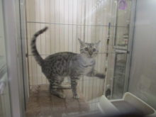 ベンガル君( ﾟ∀ ﾟ)