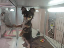 ポチたま(*^ω^*)