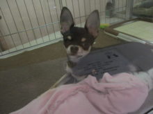 ポチたま(*^◯^*)