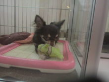 ポチたま(*´∀｀)