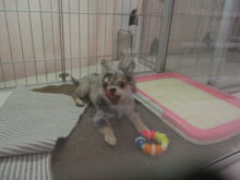 おもちゃ(｀・ω・´)