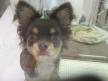 ポチたま(*^ω^*)