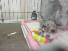 グルグル(=´∀｀)