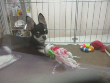 ポチたま( *｀ω´)