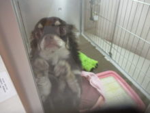 ポチたま(*´ω｀*)