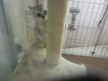 こねこちゃん(*^◯^*)