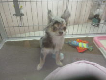 チワ君(*´∀｀*)