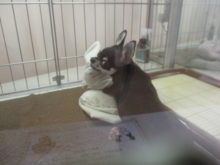 ポチたま( ´ ▽ ` )