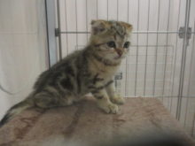 スコちゃん( *｀ω´)