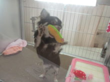 ポチたま(*´▽｀*)