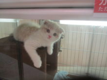 ポチたま(*^ω^*)