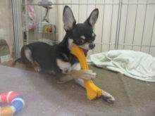 カミカミ( *｀ω´)