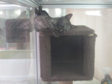 ポチたま(*ﾟ▽ﾟ*)