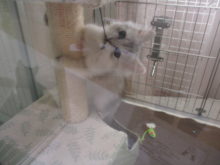 ペルシャ君(*´∀｀)