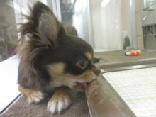 ポチたま(*´▽｀*)