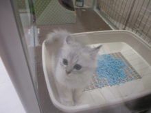 こねこ( ´▽｀)