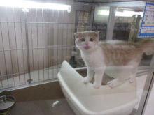 スポッ( *｀ω´)