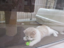 ポチたま(*^ω^*)