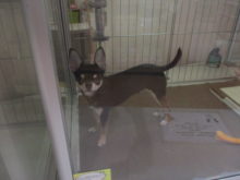 ポチたま( *｀ω´)