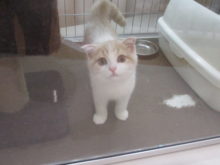 ポチたま(*^ω^*)